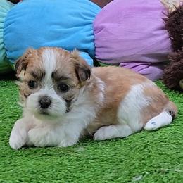 Elsa.Emma - Black gold and white female Mal-Shi puppy in Aurora, Missouri from KnJ Precious Paws LLC