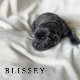 Blissey - Charcoal female Dilute Retriever puppy in Susanville, California from Bitterbrush Farm & Apiary