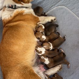 Bam Bam - Red male Pembroke Welsh Corgi puppy in Mountain House, California from Limitless Huskies