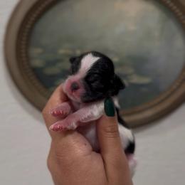 Dewy Aphid - Black and white male Shih Tzu puppy in Cedar Hill, Texas from Puppy Paper House