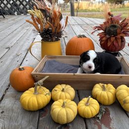 Puppy 4 - Black & white male Miniature Australian Shepherd puppy in Prairie City, Oregon from Mini Aussies