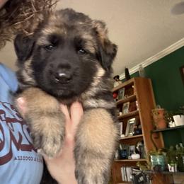 Shiloh Shepherd Puppies from The Mighty Quinn Shilohs