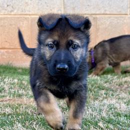 Nova - Sable male German Shepherd puppy in Pelzer, South Carolina from Lisa's Canines