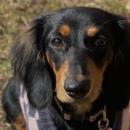 Dachshunds and Golden Retrievers from Lunar Lane Kennels