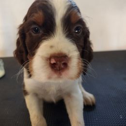 Ginko - Liver white and tan male English Springer Spaniel puppy in Redding, California from Springer's Journey Spaniels California