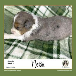 NESSA (White Collar) - Blue merle female Aussiedoodle puppy in Branchland, West Virginia from Our Appalachian Doodles