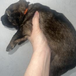 Willa - Sable female German Shepherd puppy in Winterport, Maine from Vom Stevens Old Fashioned German Shepherds