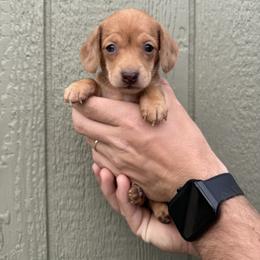 Ana - Dapple female Dachshund puppy in Pontotoc, Mississippi from Toddy Kennels