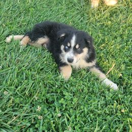 Boy 2 - Australian Shepherd puppy in Crooksville, Ohio from VanHorn Australian Shepherds