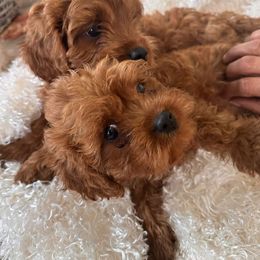Cavapoo Puppies from Dotties Lil Blessings