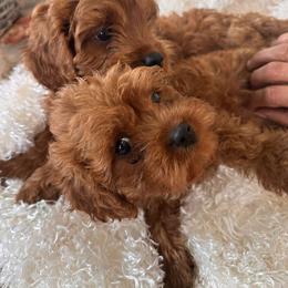 Cavapoo Puppies from Dotties Lil Blessings