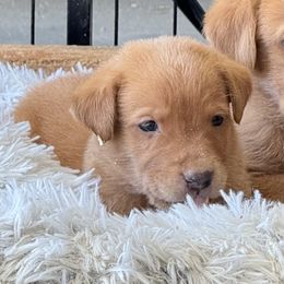 Bear - Yellow Labrador Retriever puppy in Turlock, California from Rocha Retrievers