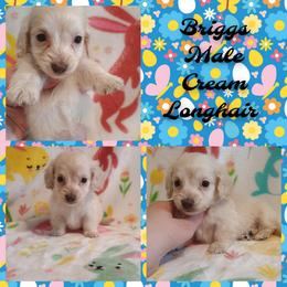 Briggs - Cream male Dachshund puppy in Hudson, Michigan from Mittentail Kennel Miniature Dachshunds & Australian Shepherds