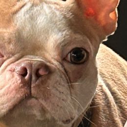 Boston Terriers from Boston Luvs