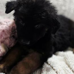 Female 3 - Black and tan female German Shepherd puppy in Leon, West Virginia from Heart2Heart Kennels