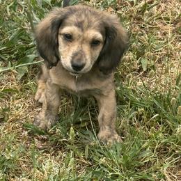 Ckc shaded cream brindle dapple male longhair 1 - Brindle male Dachshund puppy in Anderson, California from Golden Paws Dachshunds