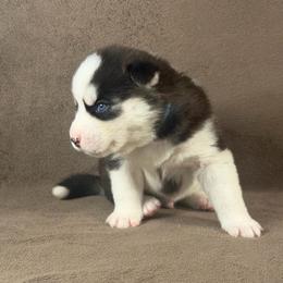 Daiki - Black and white male Siberian Husky puppy in Miami, Florida from House of Ace & Iza