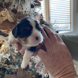 Cavalier King Charles Spaniel Puppies from Mystic Cavaliers & Cavapoos