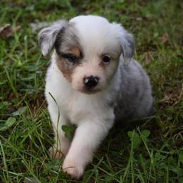 Miniature Australian Shepherds from Dobbs Mini Farm