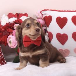 TEDDY - Chocolate and cream male Dachshund puppy in Woodbine, Georgia from Walker's Minidachs