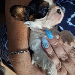 BART - Tri-color male Cavalier King Charles Spaniel puppy in Spring Hill, Florida from Wonderland Cavaliers