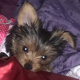 Yorkshire Terrier Puppies from YorkiStars