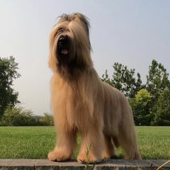 Briards from Tambrie Briards