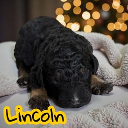 Lincoln - Phantom male Poodle puppy in Port Orange, Florida from Daytona’s Standard Poodles