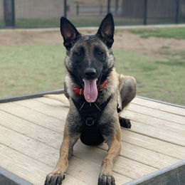 Samara  - Belgian Malinois