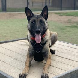 Samara  - Belgian Malinois