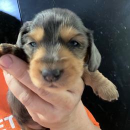 Edmund - Dapple male Dachshund puppy in Bigfork, Minnesota from Dachshunds Up North