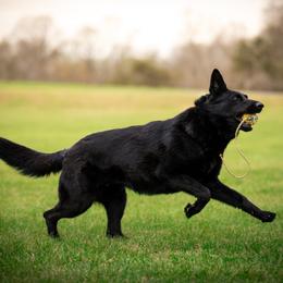 German Shepherd puppies from Howixx German Shepherds