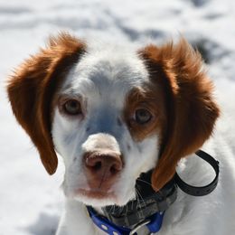 Roxie - Brittany