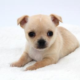 Cherry - Cream female Chihuahua puppy in Forsyth, Georgia from Brooks Grove Canines LLC
