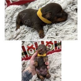 Yellow - Chocolate and tan male Dachshund puppy in Brandon, Mississippi from A & N Kennels