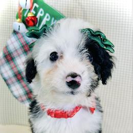 BACON - Black and white female Bernedoodle puppy in Houston, Texas from Pia’s Doodle Poodle Wag
