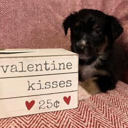 Donner - Black tri-color male Australian Shepherd puppy in Rose Hill, North Carolina from Motega Australian Shepherds