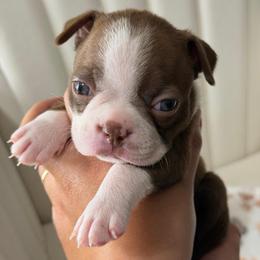 Londom - Red female Boston Terrier puppy in Rosemont, California from Sacred Paw Sanctuary