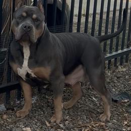 Bella - American Bully