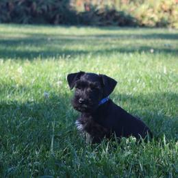 AKC Tokyo (Blue) - Black male Miniature Schnauzer puppy in Vista, California from Olympus Schnauzers