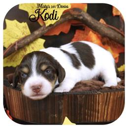 KODI - AKC Registered - Chocolate and tan male Dachshund puppy in Graceville, Florida from Misty's 101 Doxies