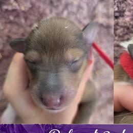 Ruby - Sable female Collie puppy in Oregon City, Oregon from Laurelee Collies