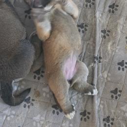 Fallon - Red female Spanish Mastiff puppy in Prosperity, Pennsylvania from Prosperity Guardians