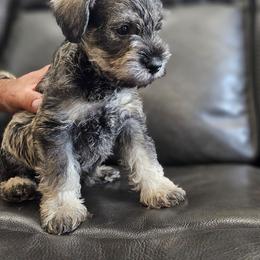 GREEN BOY - Salt and pepper male Miniature Schnauzer puppy in Las Vegas, Nevada from Knock & Bark
