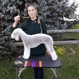 Bedlington Terriers from Arkada Sirene Kennel