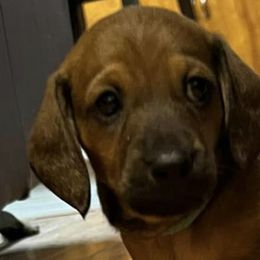 Dachshunds from Jade’s Dachshund’s