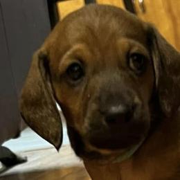 Dachshunds from Jade’s Dachshund’s