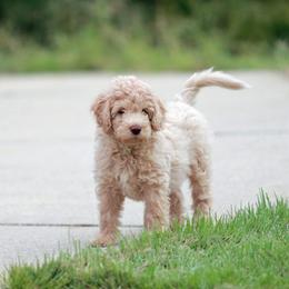 Apollo - Cream male Aussiedoodle puppy in Colonial Beach, Virginia from Bristol Mine Kennels