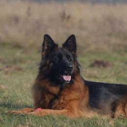 Andi - Black and red female German Shepherd puppy in Garland, Maine from Vom Schön Traumhund