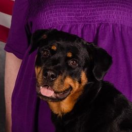 Ava - Rottweiler